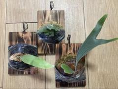 カクレクマノミ様メルカリ便！P.willinckii Jade GirlTC18 2025年最新】p.willinckii jade girlの人気アイテム - メルカリ