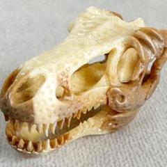 2025年最新】セイウチ 牙の人気アイテム - メルカリ