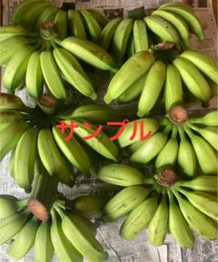 210㎝,銀バナナ,モンスター苗＝有吉マツコTV紹介・バナナ＝至福の糖度★耐寒性 有吉マツコTV紹介＝至福の糖度・超モンスター140㎝・銀バナナ
