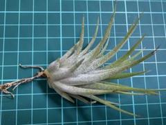 シオン　Tillandsia Deborah Ann 速達発送 Yahoo!オークション - Tillandsia 'Deborah Ann' ティランジア