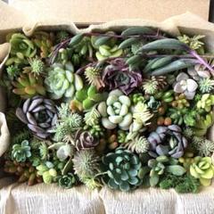 ⑤ミニ苗大量セット✨多肉植物　エケベリア　カット苗　寄せ植えに！ 多肉植物カット苗 大小ミックス30個セット A｜Yahoo!フリマ