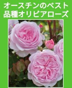 【推奨品種】つる性イングリッシュローズ オースチンベスト品種 オリビアローズ