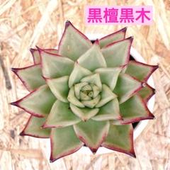 サ*メ様 黑檀 エボニー W516×24株 抜き苗 多肉植物 エケベリア サボテ サ*メ様 黑檀 エボニー W516×24株 抜き苗 多肉植物 エケベリア