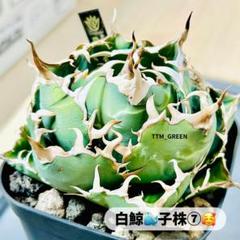 ちーやんさん専用　白鯨　親株子株セット imgrc0083873741.jpg?fitin=272:272