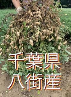 【最終出品】9月25日収穫分千葉県八街産 おおまさり 1キロ