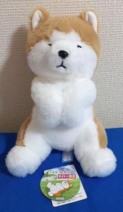 へそ天 秋田犬 コンパクトJB ぬいぐるみ 白 茶色 オレンジ