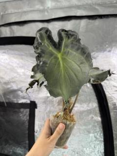 アロカシア ヴェノム Alocasia 'Venom' 管理番号17 アロカシア ベノム | GREEN LUCK