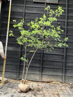 山採り　ヤマコウバシ ヤマコウバシ 販売 | 植木買うならグリーンロケット