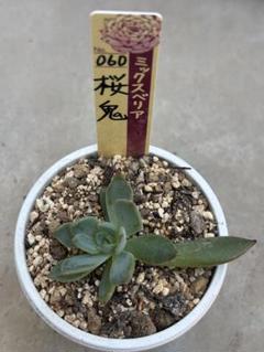 241多肉　紅染華　札付き　ミックスベリア　ポットでメルカリ便 紅染華 札付きポットごとメルカリ便おらいさん苗ミックスベリア
