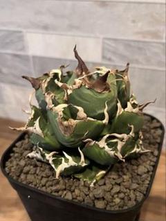 【現物❗️大株❗️ボール型❗️】アガベ チタノタ 魔丸 アガベ・チタノタ 魔丸（小株）-029｜agave titanota imps