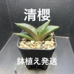 本日限定価格‼️アガベ　大株　美株　サルミアナ　トニーズタイガー Yahoo!オークション - アガベサルミアナトニーズタイガー