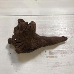 独特な形状の流木
