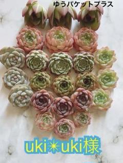 多肉植物 韓国苗 uki✴︎uki様 多肉植物 韓国苗 uki✴︎uki - メルカリ