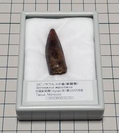 2022年最新】スピノサウルス 化石の人気アイテム - メルカリ を安く買う 美品 スピノサウルス sp361 ケース付き 62.78mm モロッコ産 本物 アンティーク/コレクション