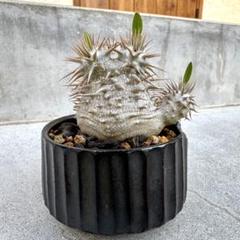 n/oh 澪標 陶器鉢 ネオシホ ノウ