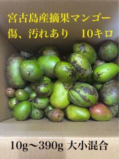 宮古島産 摘果青マンゴー 9kg以上 宮古島産摘果マンゴー 14キロ