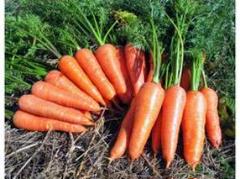 まき時!黒田五寸人参 60粒【固定種】 緑黄色野菜!家庭菜園定番!免疫力アップ♪
