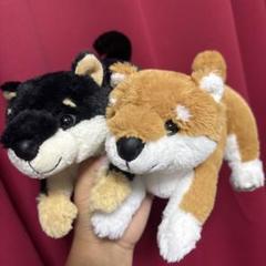 豆子犬 プレイバウスタイル　柴犬　黒柴　赤柴