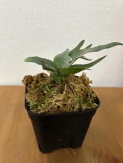 ＊ビカクシダ　yellow moon dwarf spore 3.5号＊ ビカクシダ yellow moon dwarf spore 3.5号＊ ④ - メルカリ