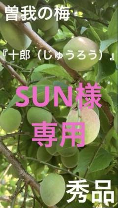 【即出荷】 曽我の梅『十郎』生梅 秀品 メルカリ - 10キロ 枝・実・果実