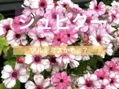 ラナンキュラスラックス　ジュピター　第四種郵便のサムネイル