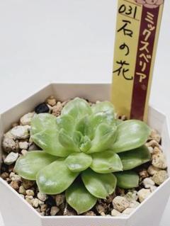 石の花 ミックスベリアの中古/未使用品 - メルカリ
