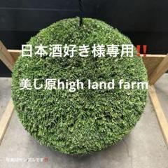 杉玉　約40.センチ‼️お客様ご注文品　丸くて幸せ　家族円満♪ m68555112432_1.jpg?1721701872