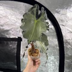 アロカシア ヴェノム Alocasia 'Venom' 管理番号5 _ 『 アロカシア・ヴェノム 』 Alocasia 'Venom' 追加養生済み
