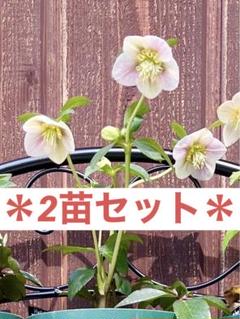 クリスマスローズ　sd小輪筒型ダークネクタリー (ムルチ交配)　　大木ナーセリー クリスマスローズ sd小輪筒型ダークネクタリー (ムルチ交配