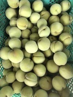若桃加工用14キロ強 45☆加工用若桃☆資材込み約1.4kg☆宅急便コンパクト入 - メルカリ