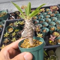 P1様　種子 20粒 パキポディウム ウィンゾリー Pachypodium windsorii(A) 輸入種子20粒 塊根植物