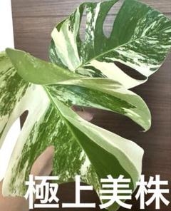 きょうモンステラ ホワイトタイガー6株おまとめ➕ハームーン1株 モンステラ ホワイトタイガー【6】