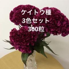 2024年最新】セロシアの人気アイテム - メルカリ