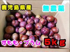 無農薬 すもも・プラム 5kg 鹿児島県産 - メルカリ