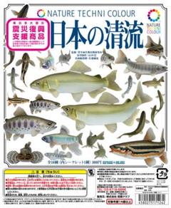 2025年最新】日本の清流 シークレット アカメの人気アイテム