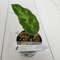 アグラオネマ ピクタム ファントム Amazon.co.jp: アグラオネマ ピクタム ファントム ホビーグッズ