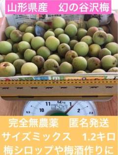 【匿名発送】山形県産幻の谷沢梅　木上完熟梅　2キロ　中熟〜完熟　完全無農薬　朝採 数量限定】山形県産幻の谷沢梅 木上完熟梅 1キロ 完熟 梅干し 梅