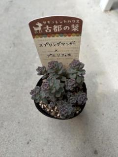 ❣️札付き 多肉植物 セダム 古都の葉さん苗★3苗セット★ ❣️札付き 多肉植物 セダム 古都の葉さん苗☆3苗セット