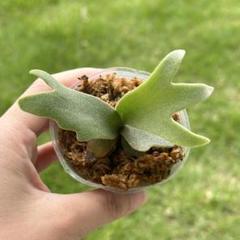 こたろう様メルカリ便！P. willinckii ’Jenny’ TC 1604 Yahoo!オークション -「p.willinckii jenny」の落札相場・落札価格