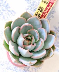 かなり大株⭐︎ 赤鬼　おらいさん苗　札付き　メルカリ便　多肉植物　エケベリア 2025年最新】おらいさん苗赤鬼の人気アイテム - メルカリ