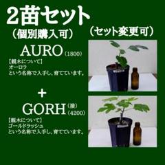 イチジク苗まとめ,（553-AURO+566-GORH接）,いちじく - メルカリ