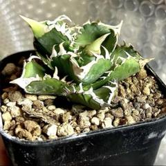 2025年最新】AGAVE cjの人気アイテム - メルカリ