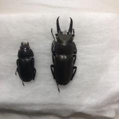 対馬産 キンオニクワガタ 2