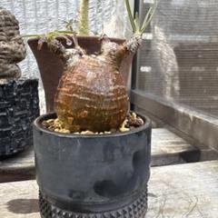 鶴仙園 スパイシージェム spicygem ver 一仙 cylinder 新品 spicyjemスパイシージェム鉢鶴仙園コラボΩ