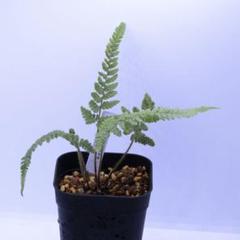 希少 コミダケシダ 増殖株 山野草 シダ - メルカリ