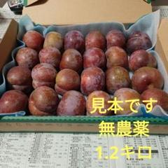 鹿児島産すもも 25 鹿児島県産 いぐりすもも 1.2キロ以上 - メルカリ