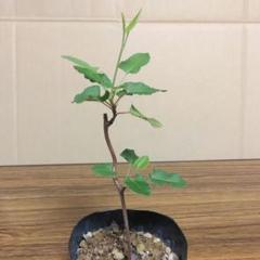 ナツユキカズラ　白花の苗木②のサムネイル