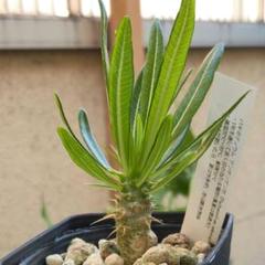 自家採種した超新鮮な パキポディウム 白花 恵比寿笑い の種子