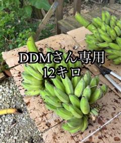 DDM様専用〜アップルバナナ・島バナナのリメインダーバナナ(12
