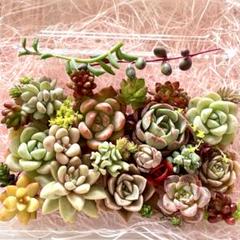 安い多肉植物 ホワイトパールの通販商品を比較 | ショッピング